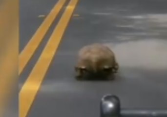 'C'mon Grandpa, I Got Places to Be!' Cop Heckles Tortoise for Holding Up Traffic