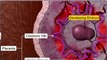 (5)CBSE Class 12 Biology, Human Reproduction – 5, Embryonic Development and Parturition