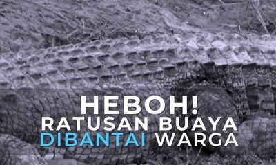 Heboh! Ratusan Buaya Dibantai Warga