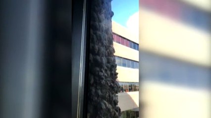 Noticia | Cientos de murciélagos se posan cada año en la misma pared de un edificio de Houston