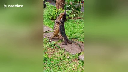 Two monitor lizards enjoy PDA in children's playground