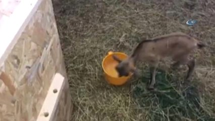 Yavru Dağ Keçisi Kars'ta Emin Ellerde