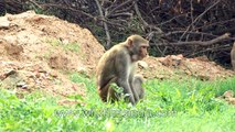 Fat greedy gluttinous Macaques of India