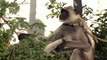 Langur monkey feeds on leaves- kept as protection from monkeys