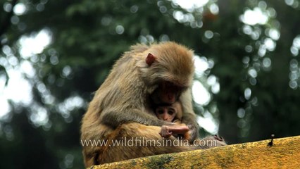 Monkey grooming her baby at Mahakal Shiv Mandir  Darjeeling