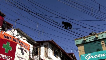 Monkey walking over the electric wires