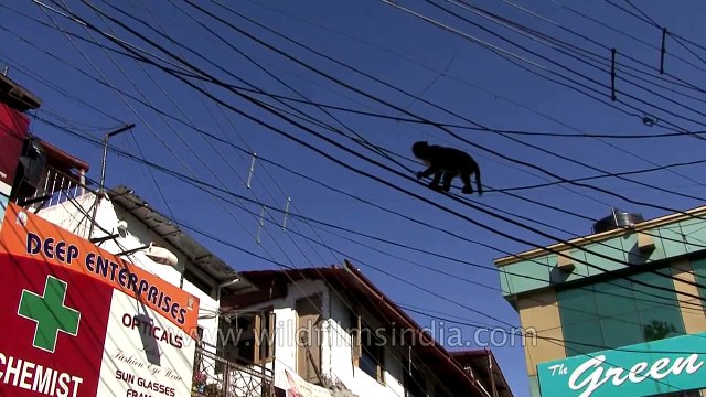 Monkey walking over the electric wires