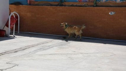 Otomobilin Tamponuna Bağlanan Köpeğe Belediye Sahip Çıktı