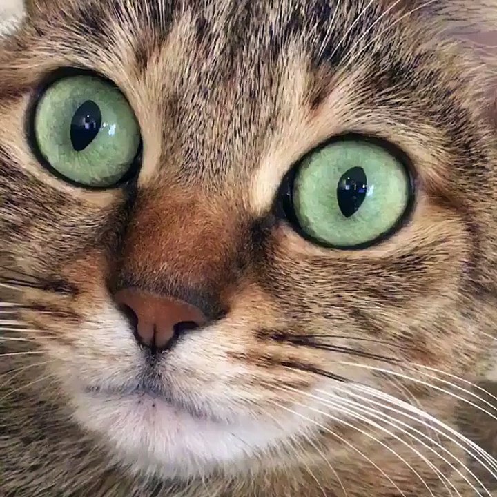 Look closely at your cat's eye