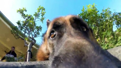 Download Video: Ce chien refuse de rendre la GoPro... Tellement drole