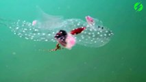 Cette créature marine transparente est juste MAGNIFIQUE