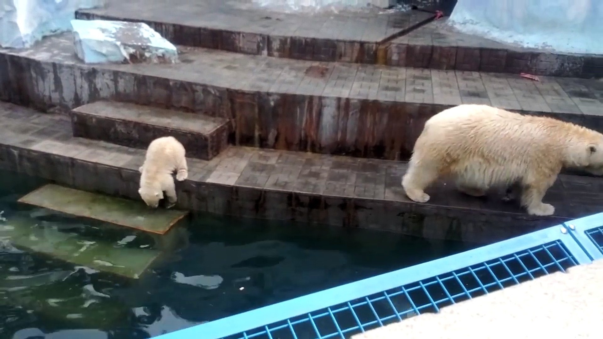 Le Premier Bain De Ce Bebe Ours Polaire Est Tellement Mignon Video Dailymotion