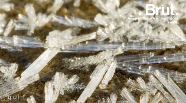 Le spectacle saisissant des fleurs de glace