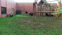 Fighting hairless chimpanzees cause tense scene at zoo