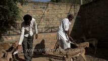 Bottle feeding chinkara and nilgai antelope in India- Bishnoi villagers