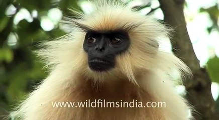 Golden langur Trachypithecus geei in Assam