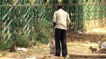 Human love for Macaques