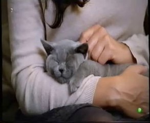 Oxitocina: Vinculos con perros y gatos