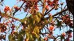 Monkey business - plucking Palash flowers