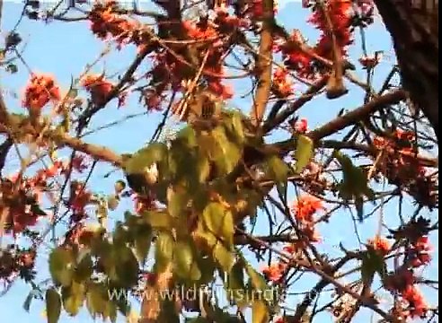 Monkey business - plucking Palash flowers