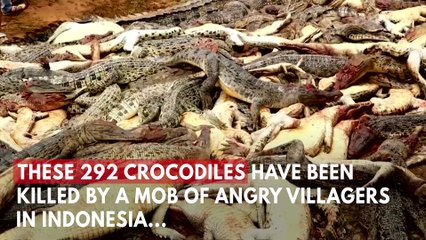 Mob Kills 300 Crocodiles In Revenge Attack