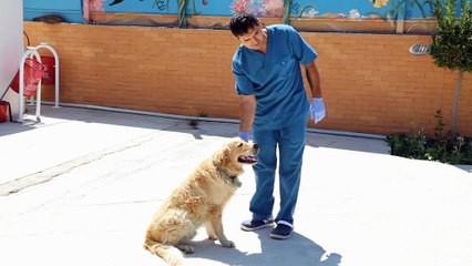 Otomobilin tamponuna bağlanan köpeğe belediye sahip çıktı