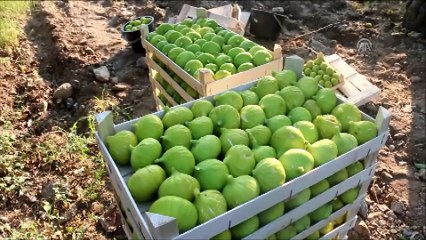 Aydın'da incir hasadı başladı