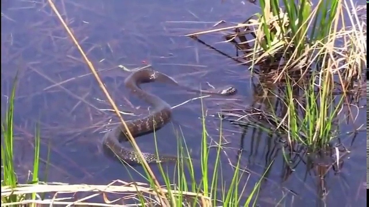 信じられないほどの衝撃的なビデオ! カメは、すべてを食べる