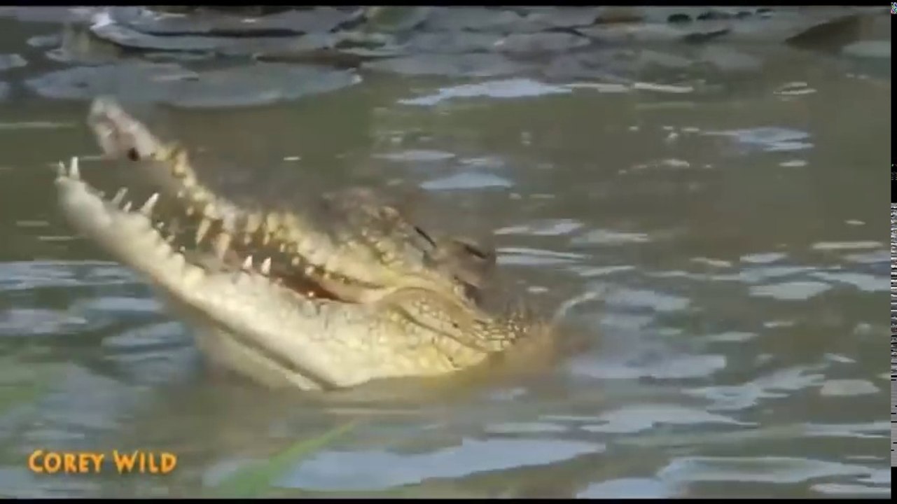 巨大なワニがGnuを溺死させた