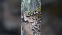 Un couple tombe sur un grizzly lors d'une randonnée dans la foret