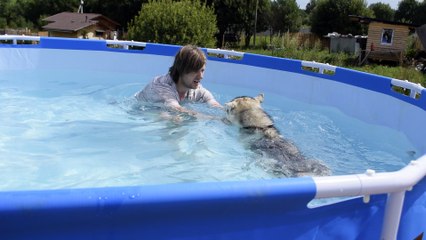 Сute husky learns to swim in the pool