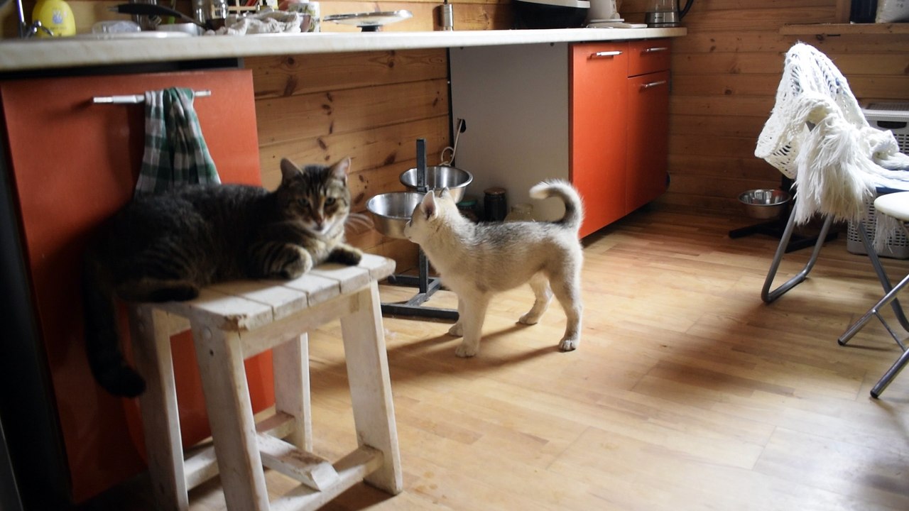 Little Husky against Catzilla