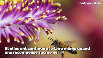 Les abeilles peuvent comprendre les principes de bases de l'arithmétique