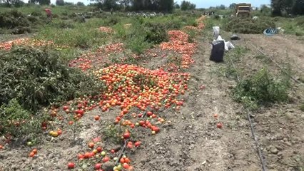 Salçalık Domatesin Ekimi Yüzde 50 Düştü