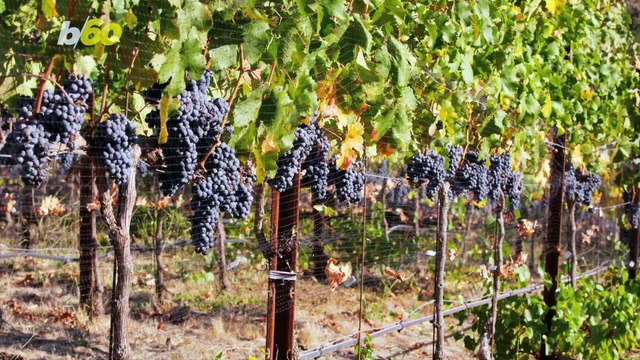 French Winemakers Say Bigger Warning Labels on Bottles Are Ruining the 'Soul of France'