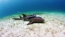 Swim With Sharks in the Bahamas