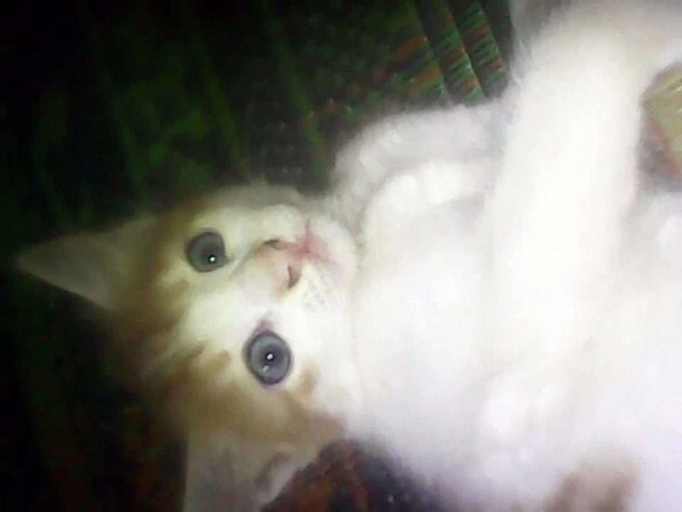 cats
