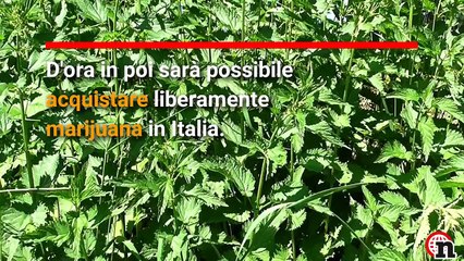 La nuova mariujana legale arriva in Italia | Notizie.it