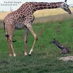 Yeni doğan zürafanın ilk adımları