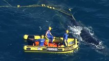 Rescuers free tangled humpback whale