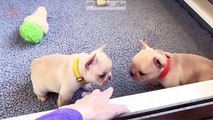Funniest - Cutest French Bulldog Videos | Funny DOG Compilation #489
