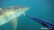 Un plongeur tombe nez-à-nez avec un grand Requin Blanc!