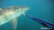 Un plongeur tombe nez-à-nez avec un grand Requin Blanc!