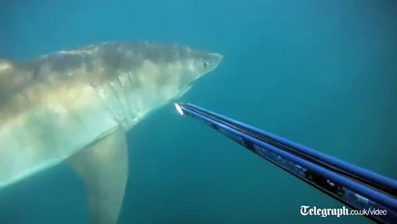 Un plongeur tombe nez-à-nez avec un grand Requin Blanc!