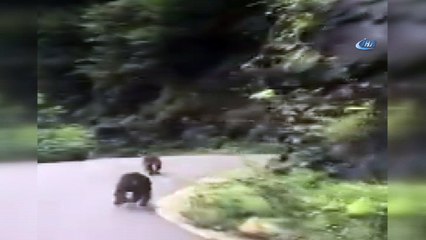 Karayoluna inen ayılar böyle görüntülendi