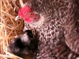 Broody hen with chick