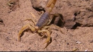 National Geographic Animals - The Scorpion's Tale 1