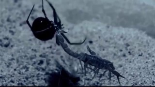 National Geographic Animals - The Scorpion's Tale 2