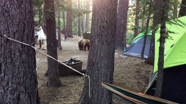 Bear Smells Dinner Cooking at Campsite