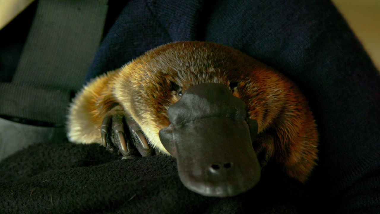 The Platypus Whisperer